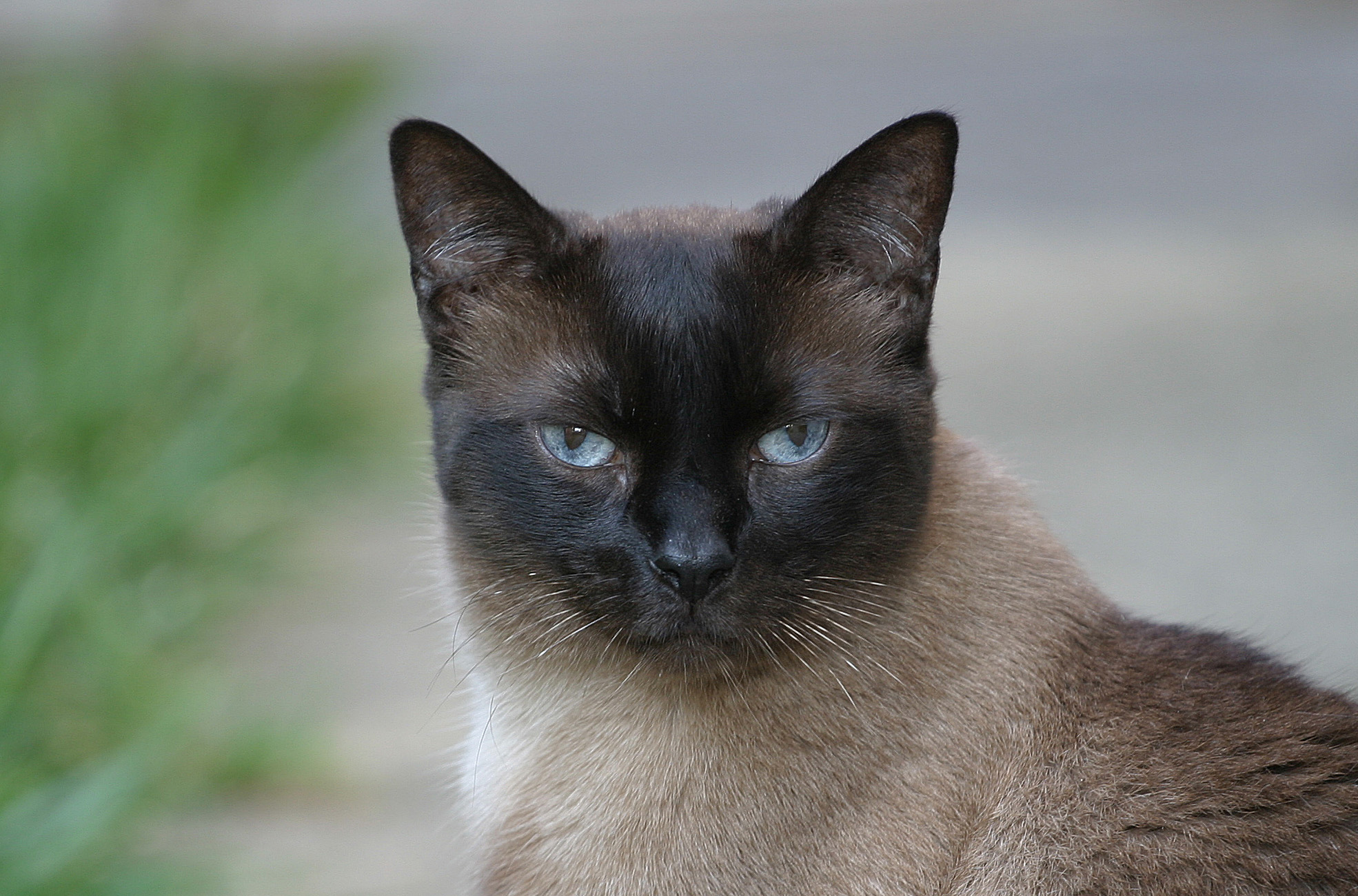 Siamese Cat