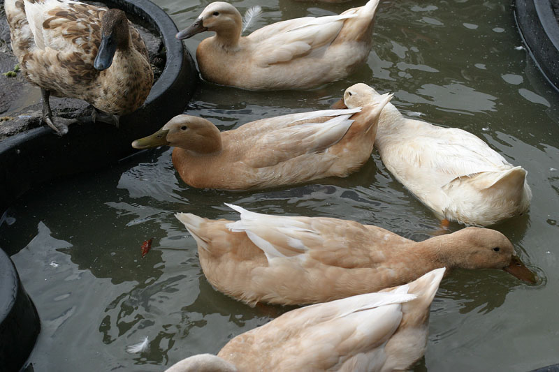 Quack Me Up