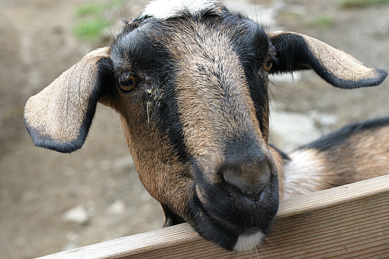 Gets My Goat