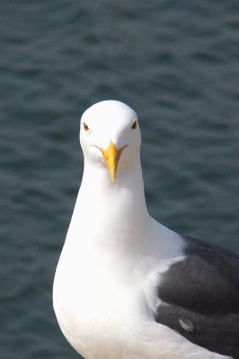 Seagull