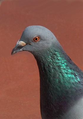 Pigeon