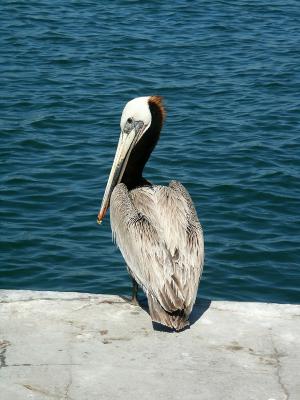 Pelican
