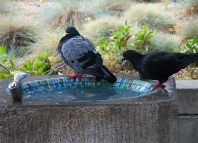 Pigeons drinking.