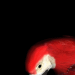u35/erichmangl/upload/23264249.melpapageiwwwmanglat.gif