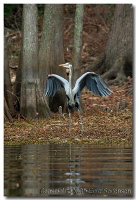 Blue heron showing off