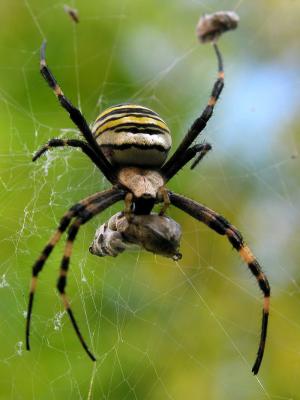 Front view of Wasp Spider