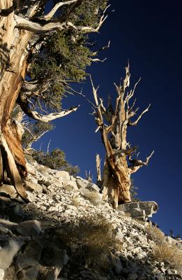 CRW_3308_RT8.jpg