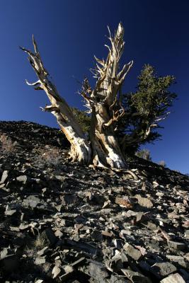 CRW_3390_RT8.jpg