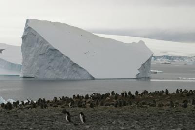Adelie Penguin and Iceberg 0220