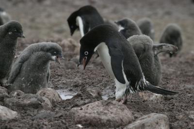 Adelie Penguin and Chick 0223