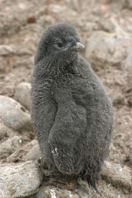 Adelie Penguin Chick 0238