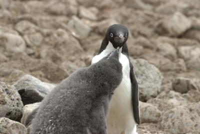 Adelie Penguin Feeding 0245