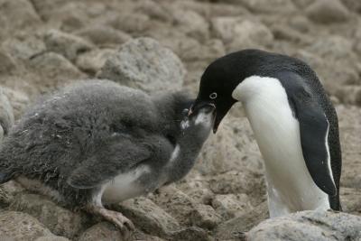 Adelie Penguin Feeding 0254