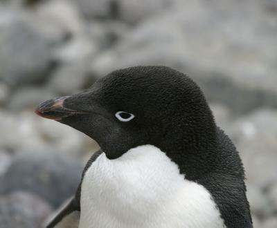 Adelie Penguin 0281