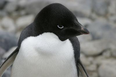 Adelie Penguin 0282