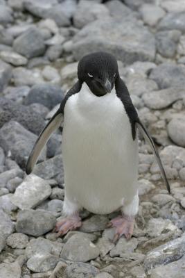 Adelie Penguin 0286