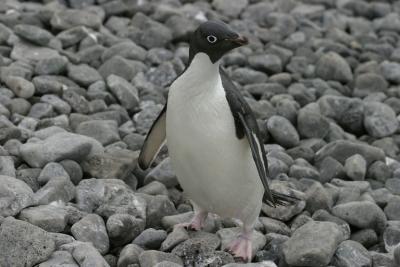 Adelie Penguin 0290