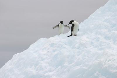 Adelie Penguin and Iceberg 0331