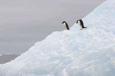 Adelie Penguin and Iceberg 0332