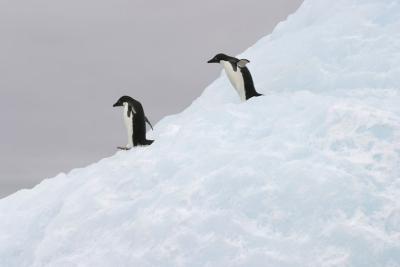 Adelie Penguin and Iceberg 0334