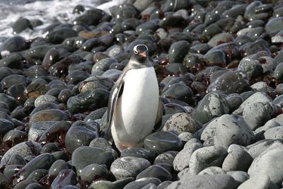 Gentoo Penguin 0464