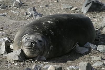 Seal 0504