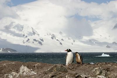 Gentoo and Chick 0546