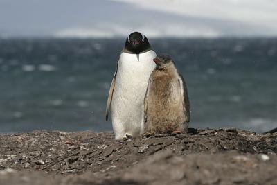 Gentoo and Chick 0566