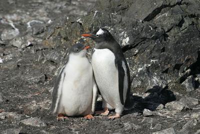 Gentoo and Chick 0569