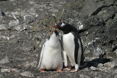 Gentoo and Chick 0570