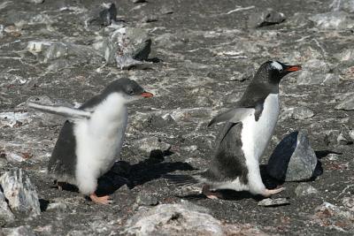 Gentoo Chase Behavior 0572