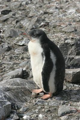 Gentoo Chick 0615