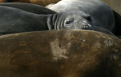 Seal 0629