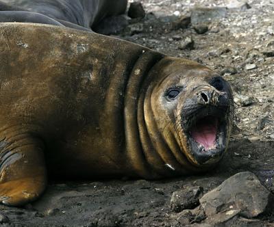 Seal 0633