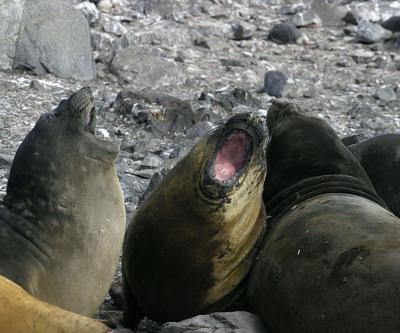 Seal 0670