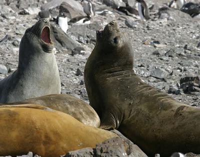 Seal 0704