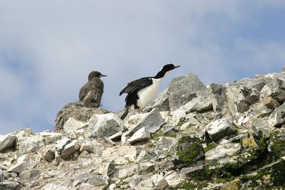 Shag 0714