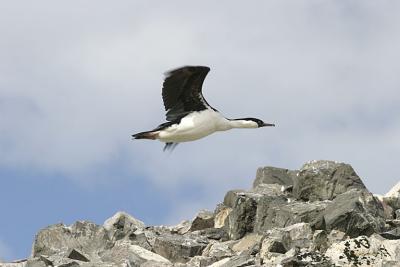 Shag 0717
