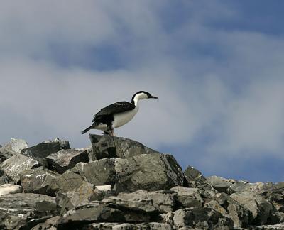 Shag 0719