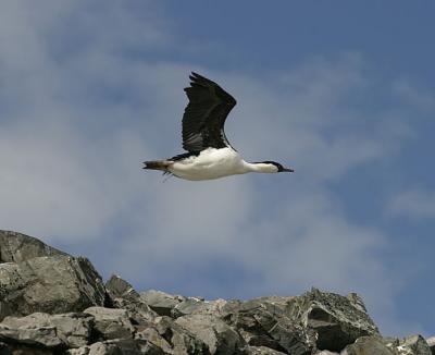 Shag 0721