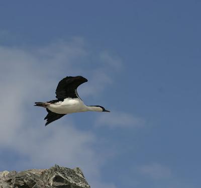 Shag 0722
