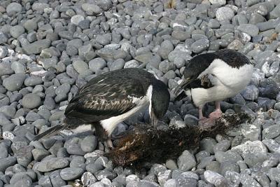 Shag 0738