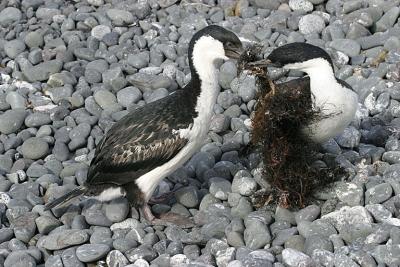 Shag 0739