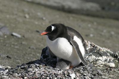 Nesting Gentoo 0787