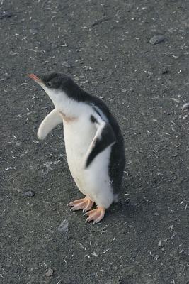 Gentoo Chick 0811