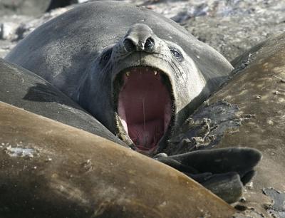 Seals 0825
