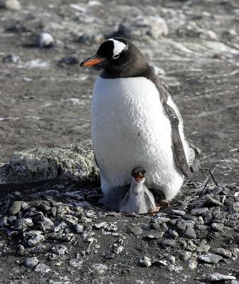Nesting Gentoo 0891