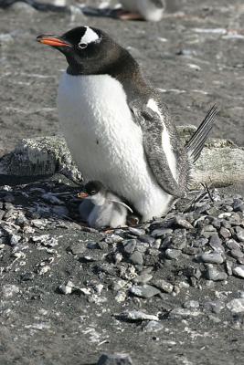 Nesting Gentoo 0897