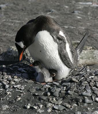 Nesting Gentoo 0898