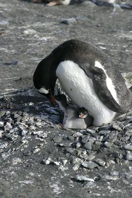Nesting Gentoo 0900